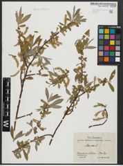 Foto von Salix alba L.